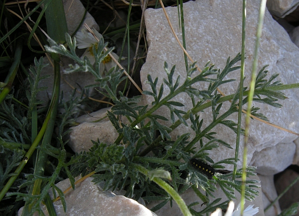 Achillea barrelieri